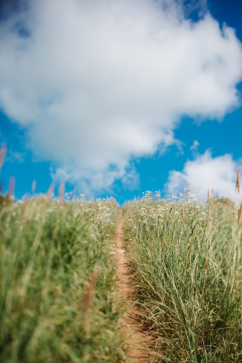 A dirt path leads through tall grass under a blue sky.